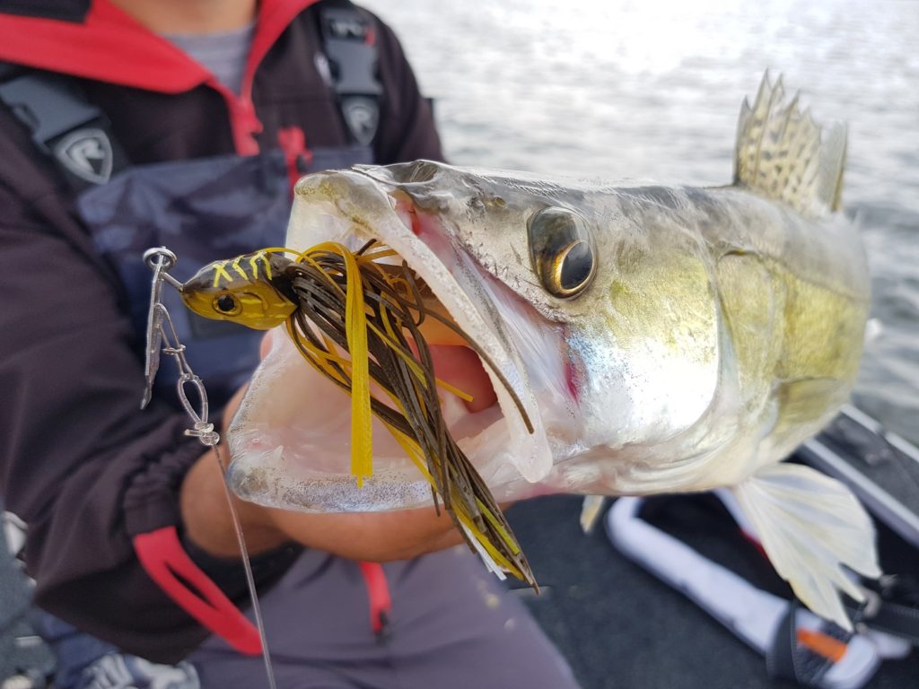 Pêche du brochet au chatterbait, une approche redoutable ! - DPSG