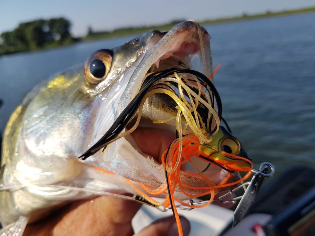 Chatterbait: comment bien pêcher avec ce leurre ? Leurre de prospection