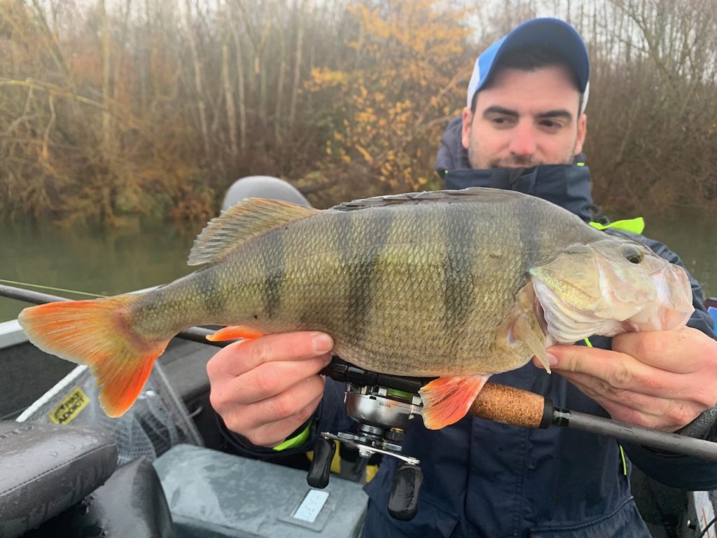 Un stinger peut aussi abimer un beau poisson Un stinger peut aussi abimer un beau poisson