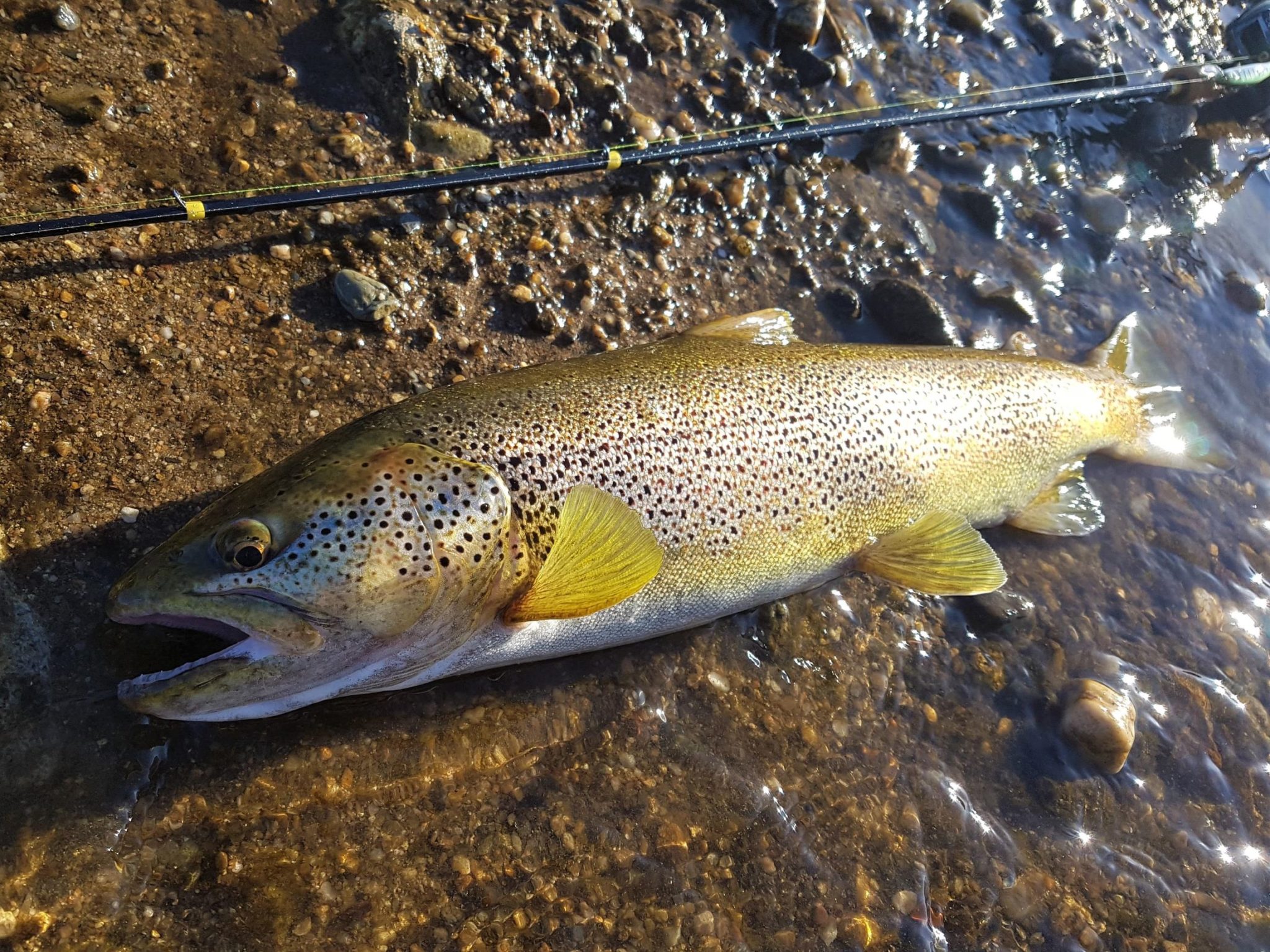 La Truite Un Poisson Que Rien N'arrête Truite : un début de saison au poisson nageur [Fish & Ship]